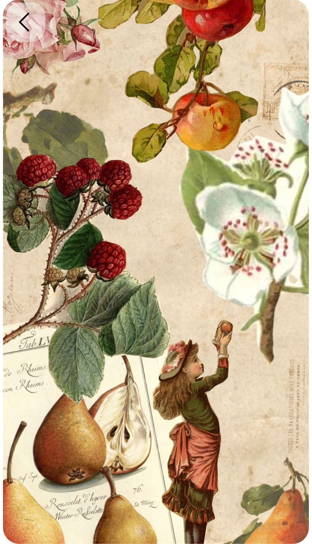 Thirteen Pear Trees
